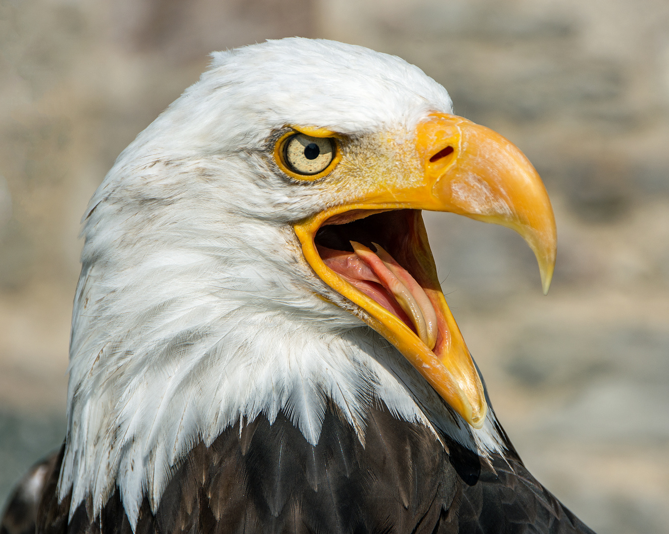 Weisskopfseeadler  Falknerei Wolkenstein Sachsen