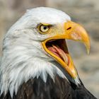 Weisskopfseeadler  Falknerei Wolkenstein Sachsen