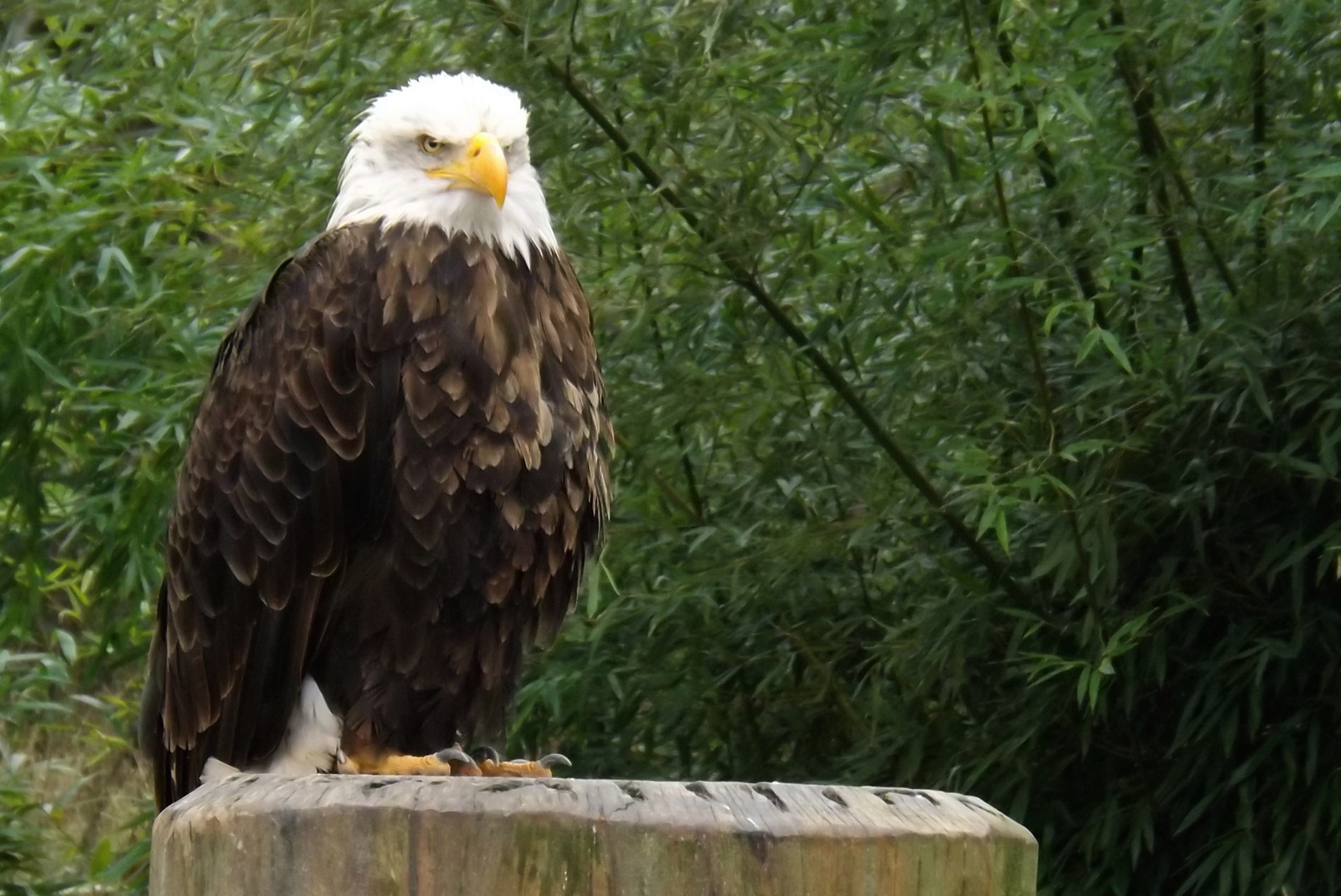 Weisskopfseeadler ,Falknerei ,Zoo Neunkirchen