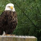 Weisskopfseeadler ,Falknerei ,Zoo Neunkirchen