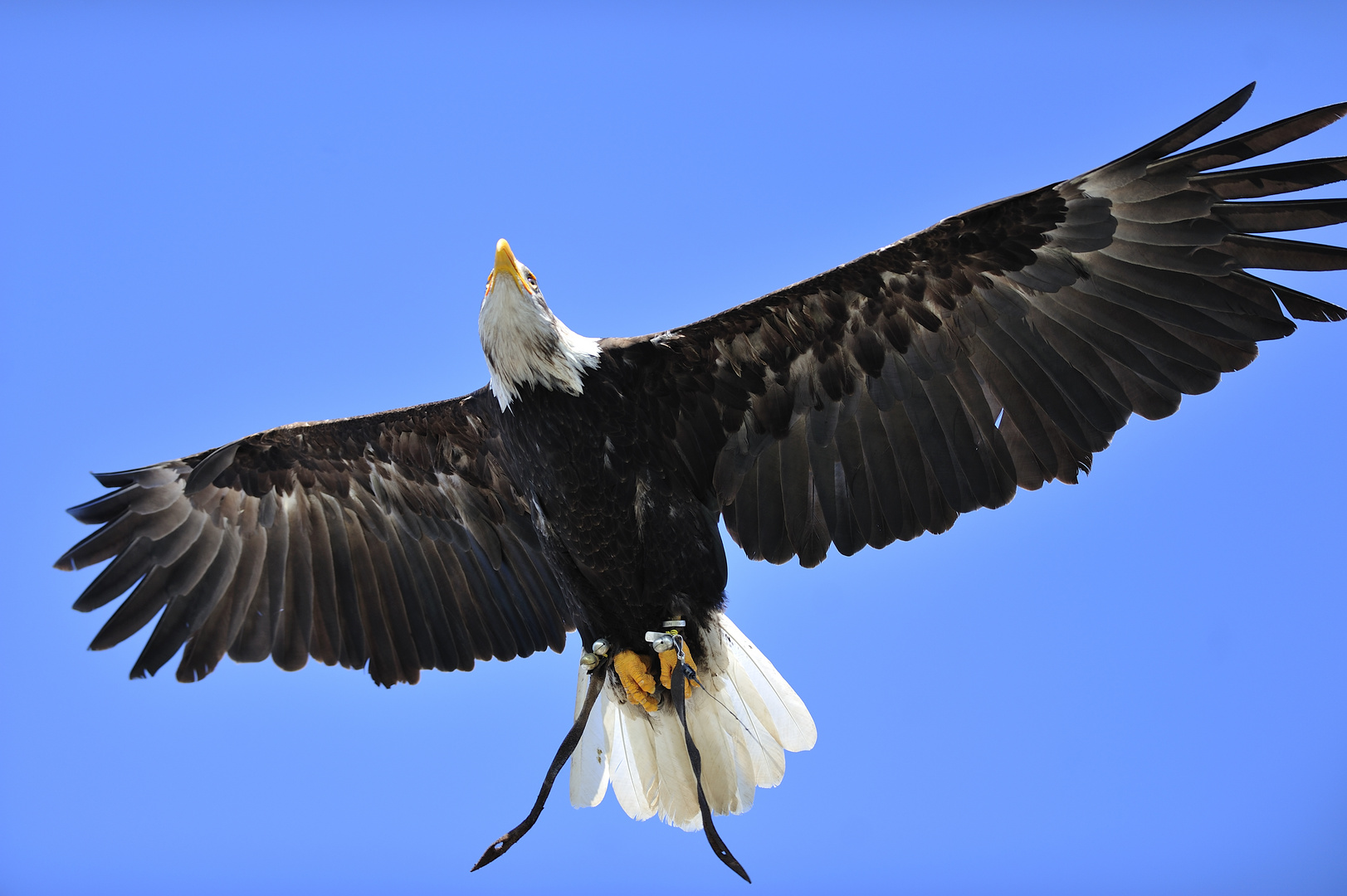 Weißkopfseeadler