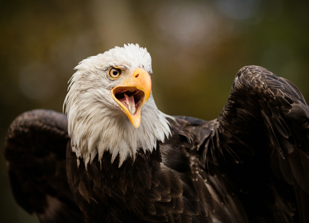 Weißkopfseeadler