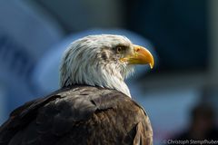 Weißkopfseeadler..