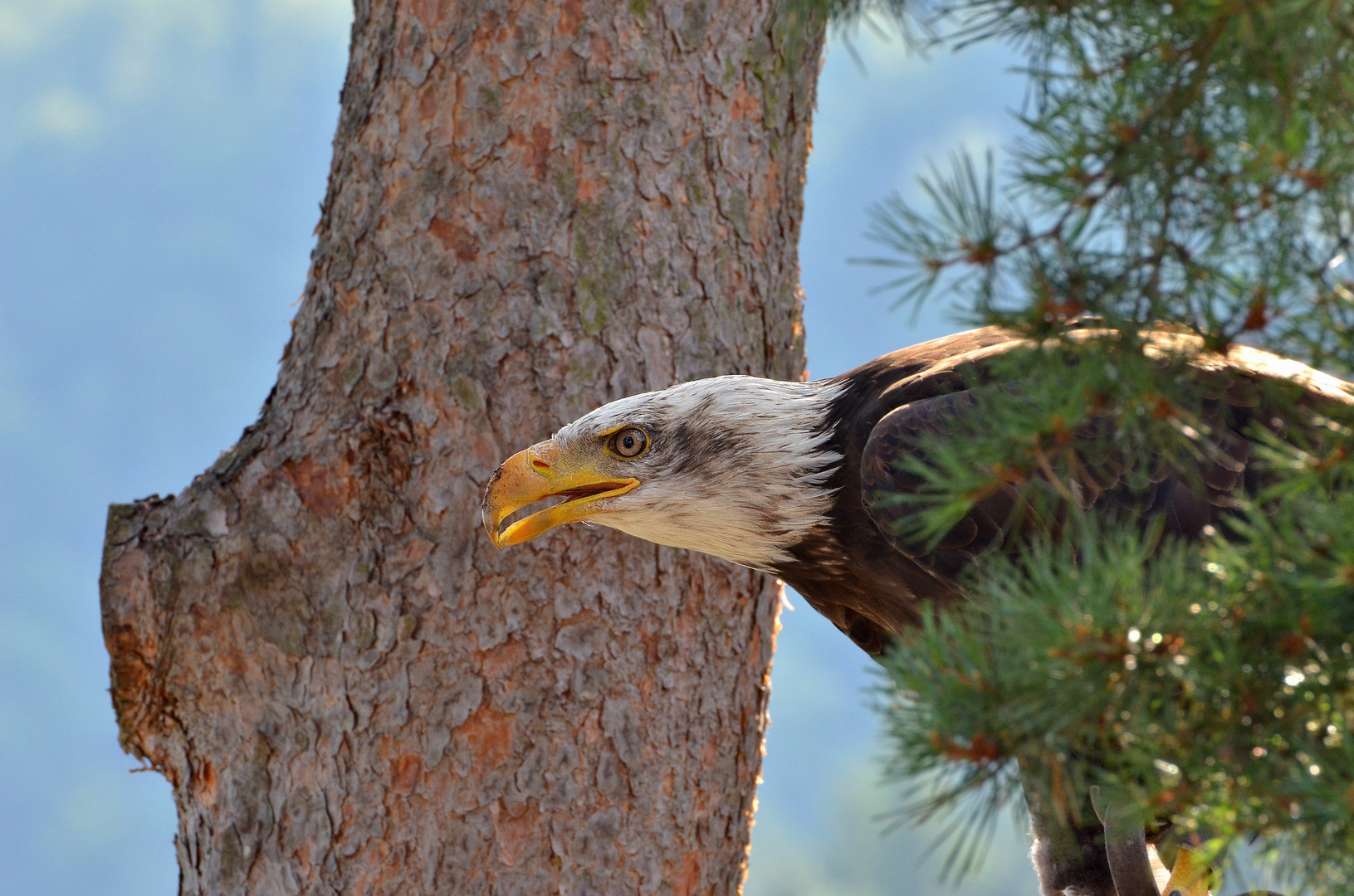 Weisskopfseeadler