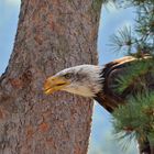 Weisskopfseeadler