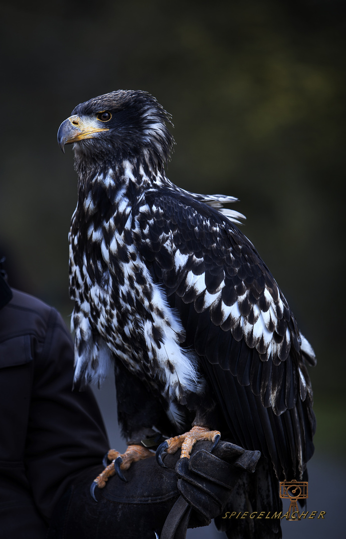 Weißkopfseeadler