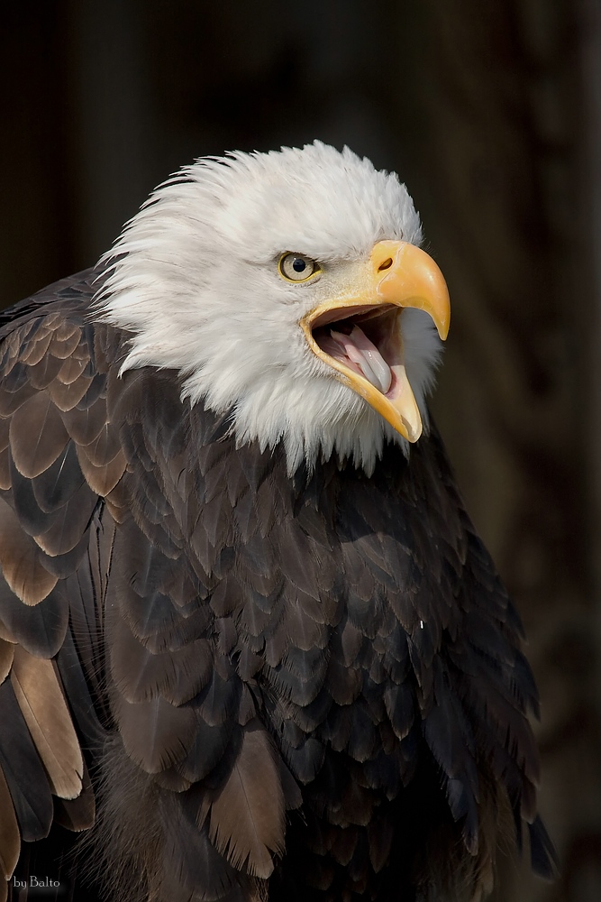 Weisskopfseeadler