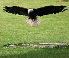 Weißkopfseeadler