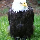 Weißkopfseeadler