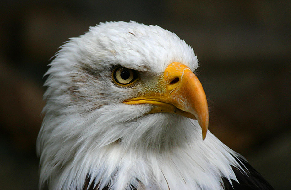 Weißkopfseeadler