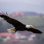 Weißkopfseeadler