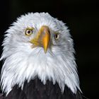 Weißkopfseeadler