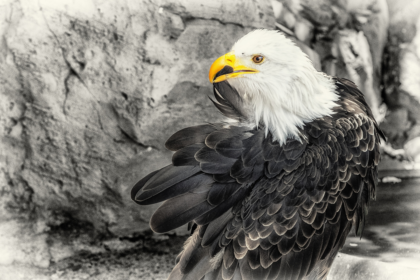 Weißkopfseeadler Federpracht