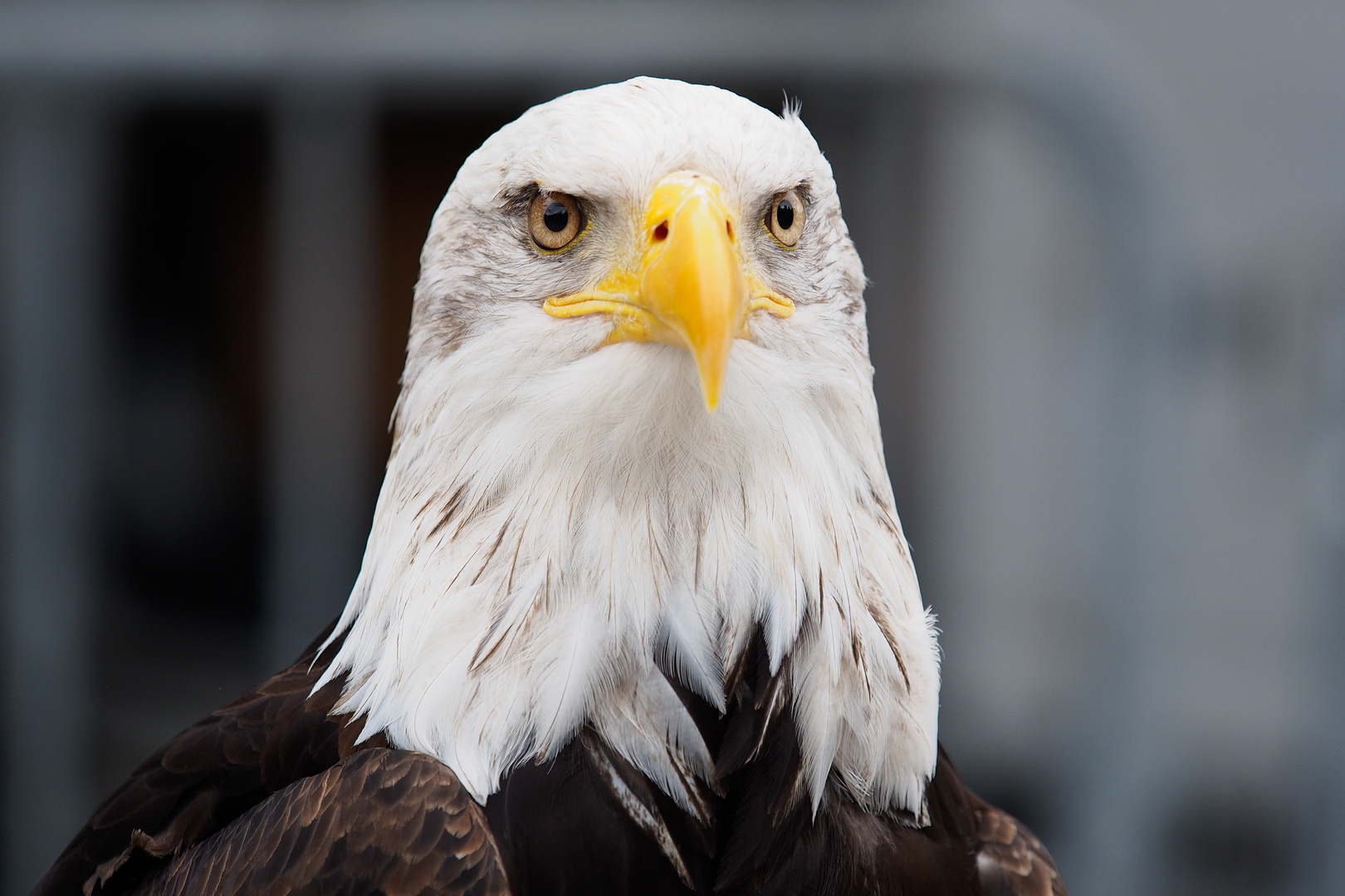 Weißkopfseeadler