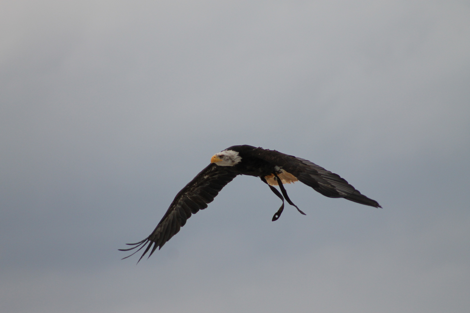 Weißkopfseeadler