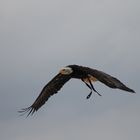 Weißkopfseeadler