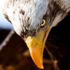 Weißkopfseeadler