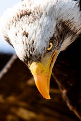 Weißkopfseeadler