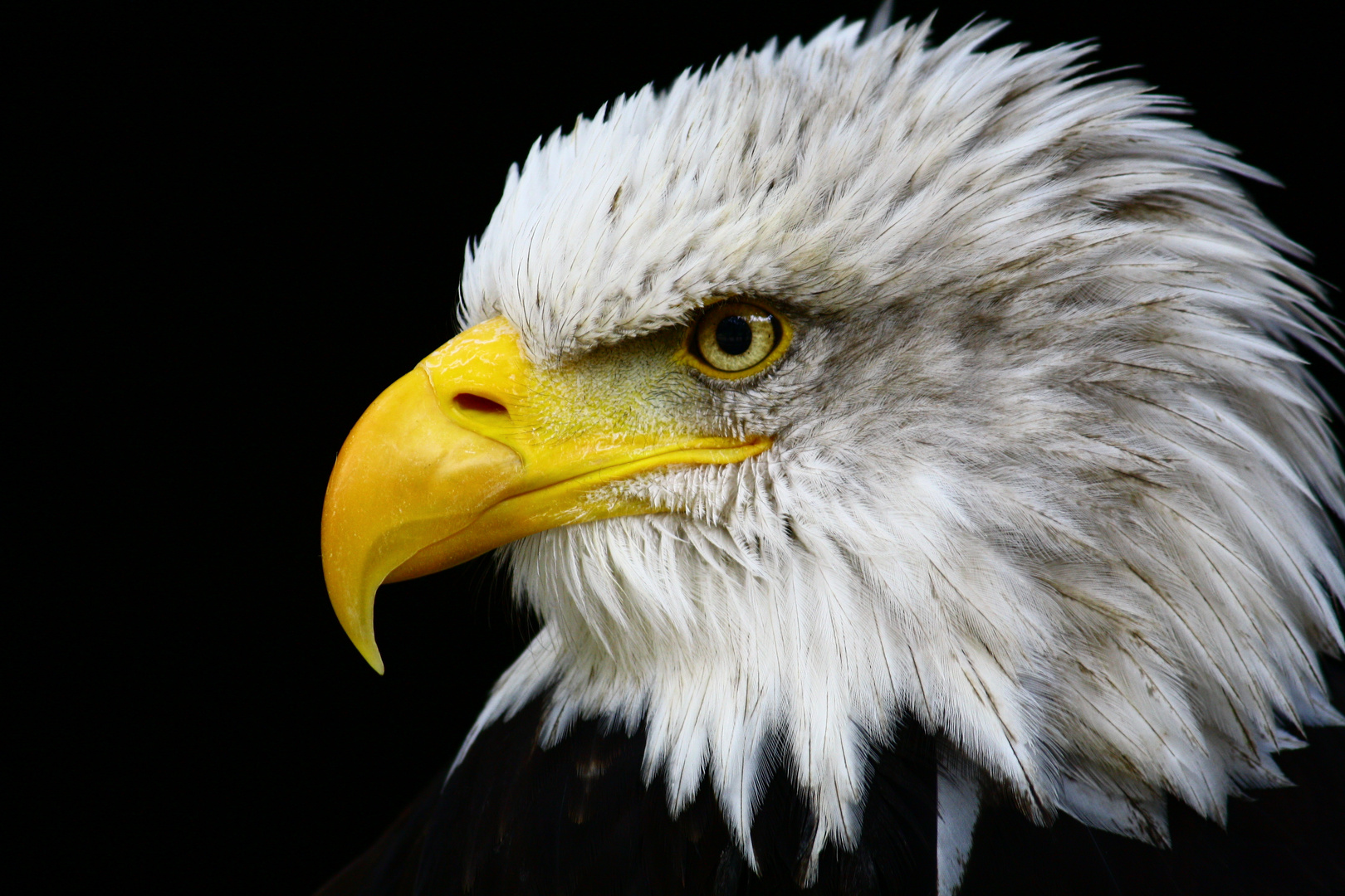 Weißkopfseeadler