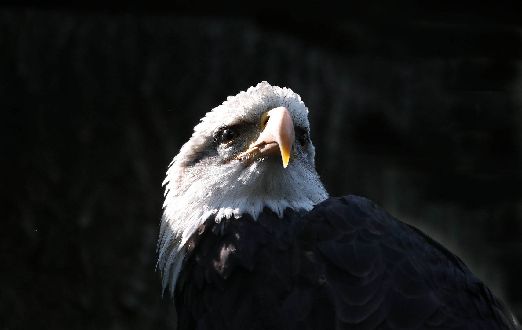 Weisskopfseeadler