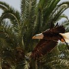 Weißkopfseeadler fliegt im Palmitos Park Gran Canaria