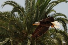 Weißkopfseeadler fliegt im Palmitos Park Gran Canaria