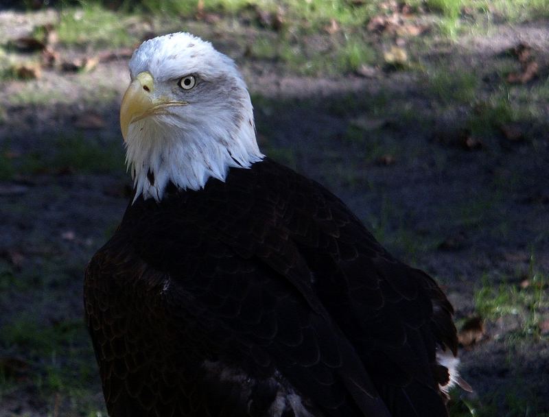 WEISSKOPFSEEADLER FLORIDA