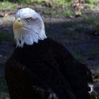 WEISSKOPFSEEADLER FLORIDA