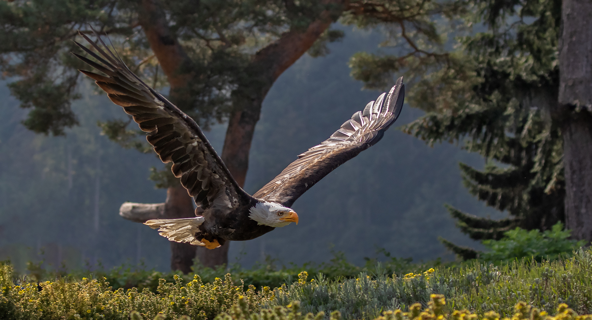 Weißkopfseeadler-Flugbild 001