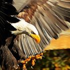 Weißkopfseeadler-Flugshow (2)