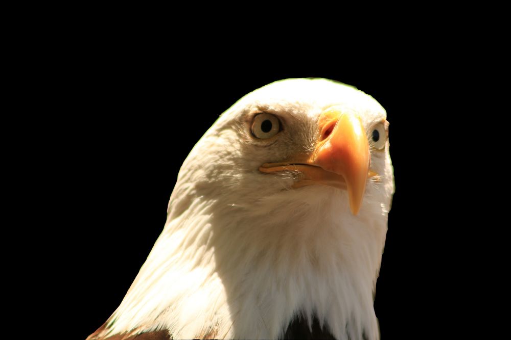 Weisskopfseeadler freigestellt