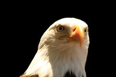 Weisskopfseeadler freigestellt