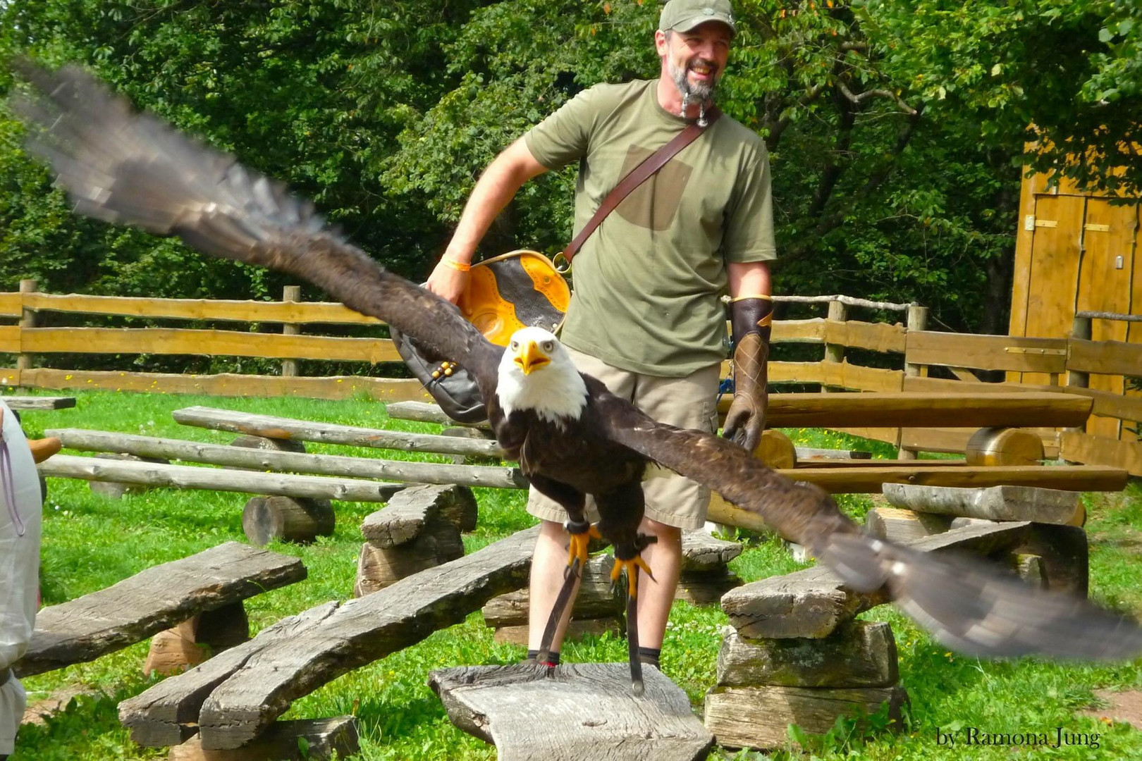 Weißkopfseeadler Freisen