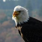 Weißkopfseeadler ganz nah