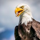 Weisskopfseeadler, Greifvogel-Park Buchs SG, Schweiz