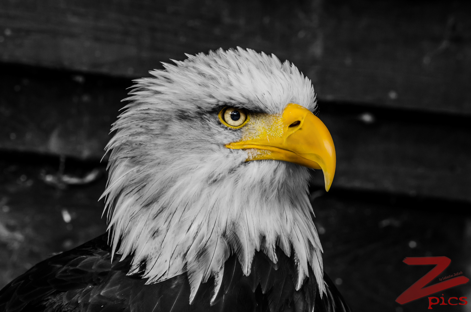 Weißkopfseeadler - Greifvogelstation Hellenthal