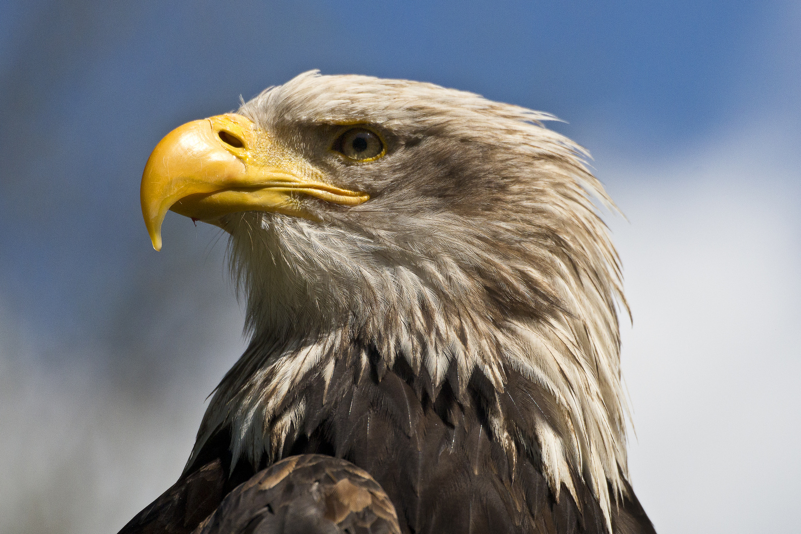 Weißkopfseeadler / Greifvogelstation Hellenthal