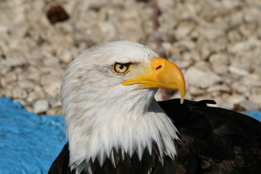 Weißkopfseeadler Greifvogelstation Hellenthal in der Eifel