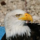 Weißkopfseeadler Greifvogelstation Hellenthal in der Eifel