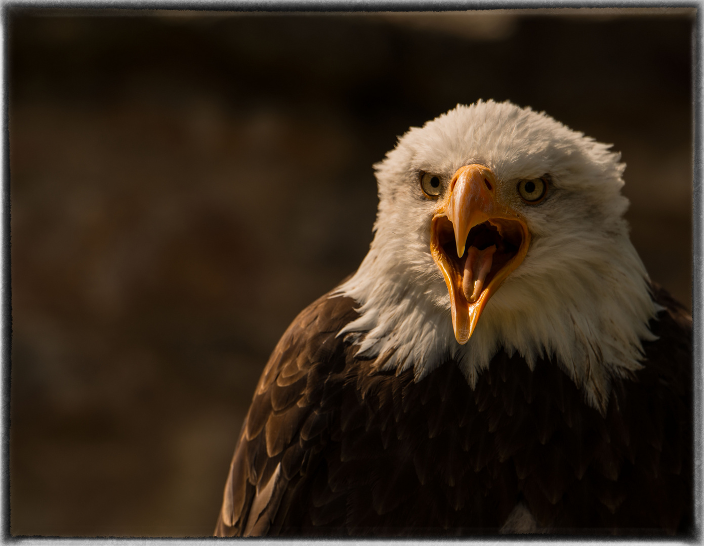 Weißkopfseeadler (Haliaeetus leucocephalus)