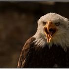 Weißkopfseeadler (Haliaeetus leucocephalus)