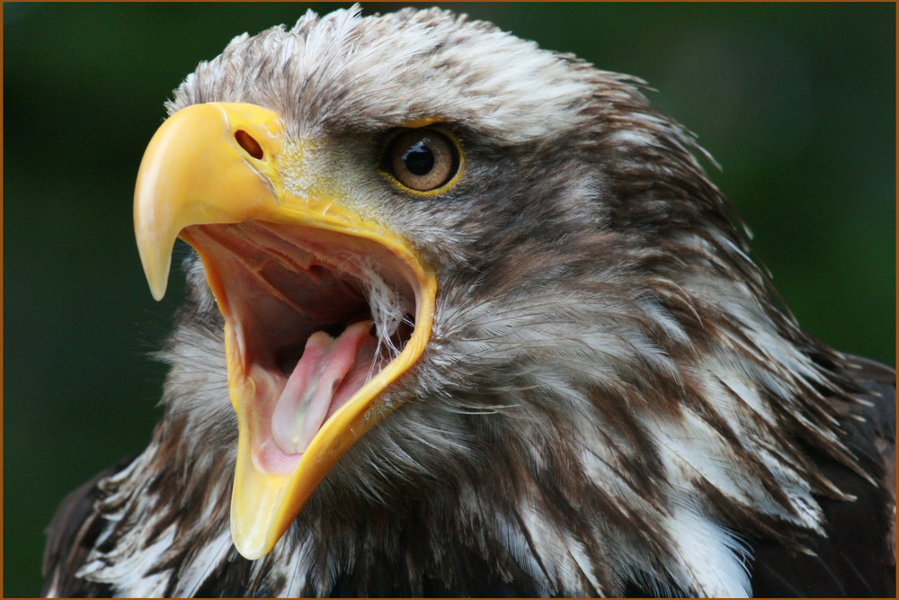 Weißkopfseeadler (Haliaeetus leucocephalus)