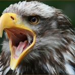 Weißkopfseeadler (Haliaeetus leucocephalus)