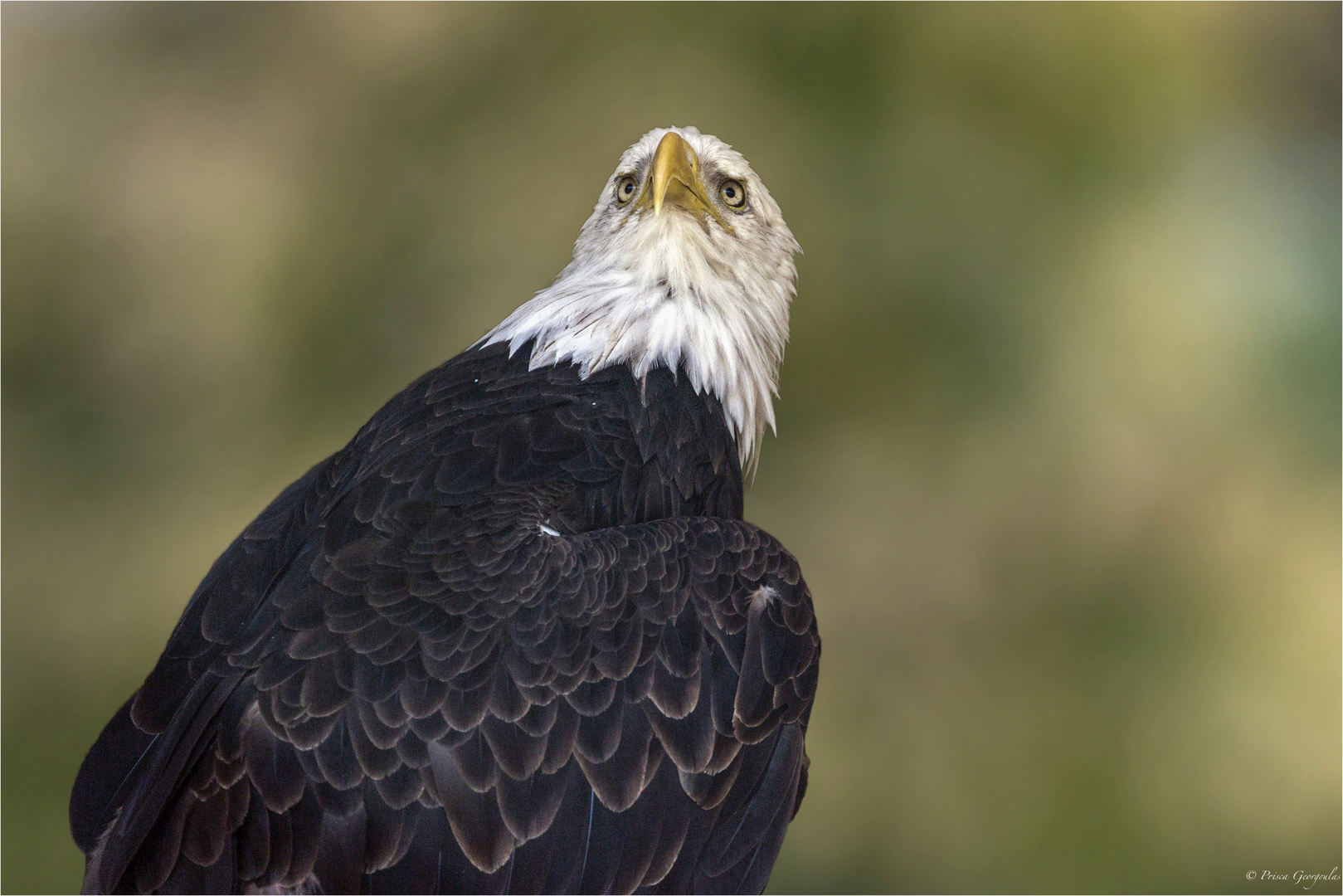 Weisskopfseeadler - Haliaeetus leucocephalus