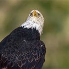 Weisskopfseeadler - Haliaeetus leucocephalus