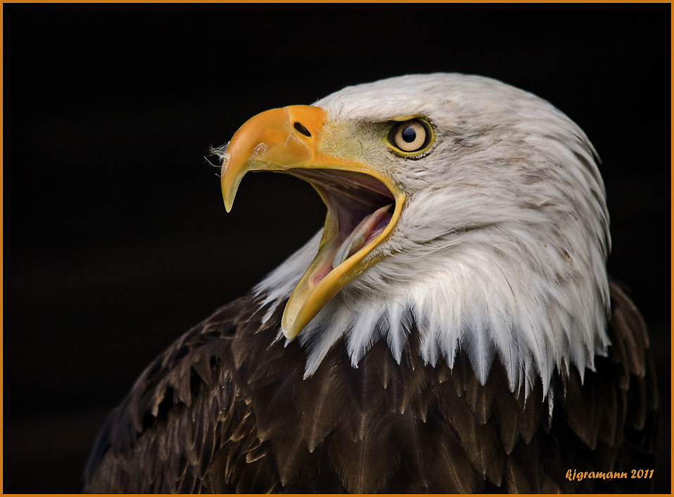 Weißkopfseeadler (Haliaeetus leucocephalus)