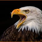 Weißkopfseeadler (Haliaeetus leucocephalus)