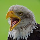 Weißkopfseeadler (Haliaeetus leucocephalus) 1