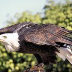 Weißkopfseeadler (Haliaeetus leucocephalus)