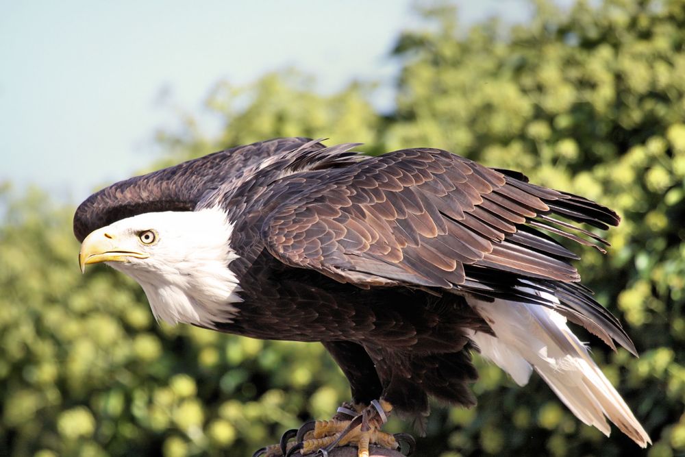 Weißkopfseeadler (Haliaeetus leucocephalus)